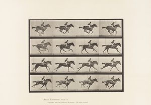 Plaka 626. Dörtnala; Safkan Bay Mare Annie G. by Eadweard Muybridge