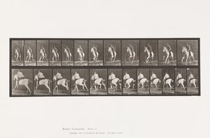 Plaka 630. Dörtnala; Sele; Gri Kısrak Pandora by Eadweard Muybridge