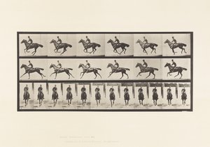 Plaka 632. Dörtnala; Sele; Safkan Bay Atı Buketi by Eadweard Muybridge