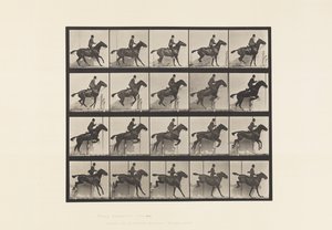 Plaka 638. Engel Atlamak; Sele; Defne Atı Papatya by Eadweard Muybridge