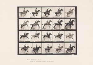Plaka 640. Engel Atlamak; Sele; Defne Atı Papatya by Eadweard Muybridge