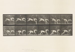 Plaka 641. Engel Atlamak; Sele; Engeli Aşmak ve by Eadweard Muybridge