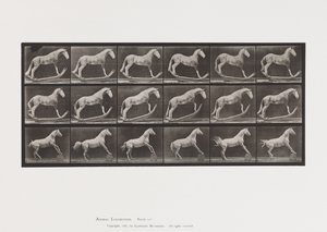 Plaka 649.A, Hornet, Sallanan; B, Kartal, Yuvarlanan Namlu vb. by Eadweard Muybridge