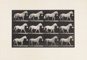 Plaka 650. Ağızda Kova İle Yürümek; Açık Gri At by Eadweard Muybridge