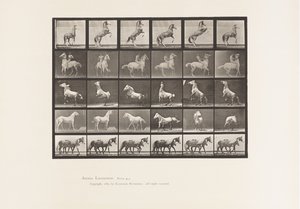 Plaka 652. A, B, C, D, E, At Yetiştiriciliği vb. by Eadweard Muybridge