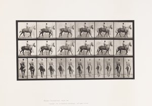 Plaka 653. Yürüyüş; Sele; Topal, Sağ Ön Ayak; At Derisi by Eadweard Muybridge