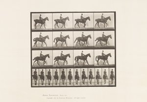 Plaka 655. Yürüyüş; Sele; Spavin, Sağ Arka Bacak; At by Eadweard Muybridge