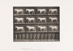 Plaka 656. Yürüyüş; Özgür; Kıkırdak Kemikleşmesi by Eadweard Muybridge