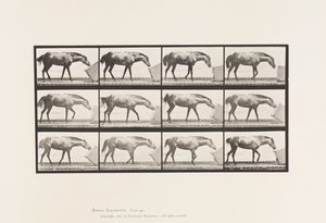 Plaka 657. Bir Kutuyu Yuvarlamak; Midilli, Lotta by Eadweard Muybridge
