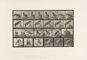 Plaka 660. Katır; Çeşitli Performanslar Denver by Eadweard Muybridge