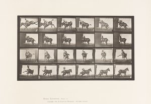 Plaka 661. Katır; A, B, Ateşe Dayanıklı Hayvan Ruth by Eadweard Muybridge