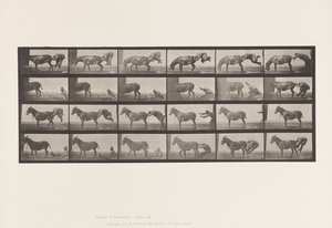 Plaka 663. Katır; A, B, A Ateşe Dayanıklı Hayvan Denver by Eadweard Muybridge