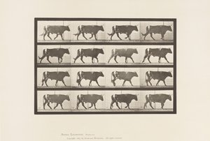 Plaka 669. Öküz; Yürüme by Eadweard Muybridge