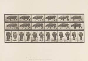 Plaka 670. Öküz; Yürüme by Eadweard Muybridge