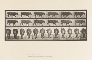 Plaka 671. Öküz; Yürüme by Eadweard Muybridge