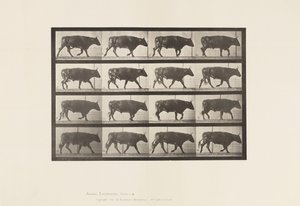 Plaka 672. Öküz; paça by Eadweard Muybridge
