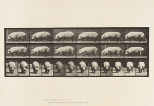 Plaka 673. Domuz; Yürüme by Eadweard Muybridge