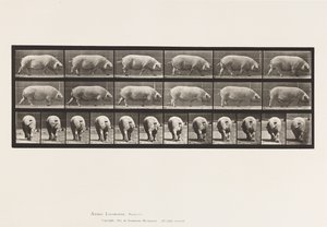 Plaka 674. Domuz; Yürüme by Eadweard Muybridge