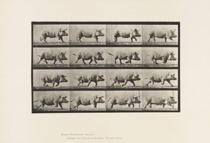 Plaka 675. Ekmek; paça by Eadweard Muybridge