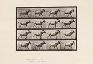 Plaka 676. Keçi; Yürüme by Eadweard Muybridge