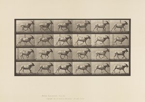 Plaka 679. Keçi; dörtnala by Eadweard Muybridge