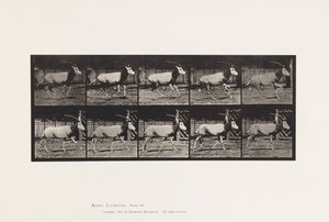 Plaka 680. Orex; dörtnala by Eadweard Muybridge