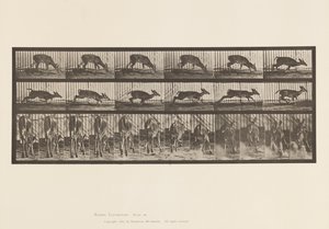 Plaka 681. Virginia Geyiği; (Boynuzsuz) Buck Yürüyüşü by Eadweard Muybridge