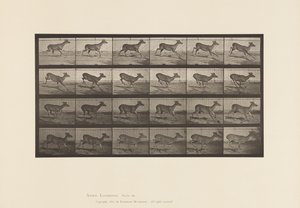 Plaka 683. Virginia Geyiği; (Boynuz yok); Buck; dörtnala by Eadweard Muybridge