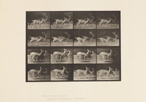 Plaka 684. Alageyik; A, Buck ve Doe; B, İki Yapar; paça by Eadweard Muybridge