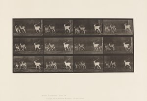 Plaka 687. Alageyik; Buck ve Yapar Grubu; dörtnala by Eadweard Muybridge
