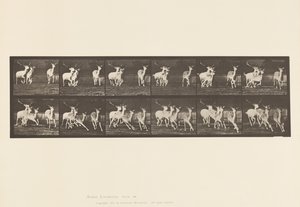 Plaka 688. Alageyik; Buck ve Yapar Grubu; dörtnala by Eadweard Muybridge