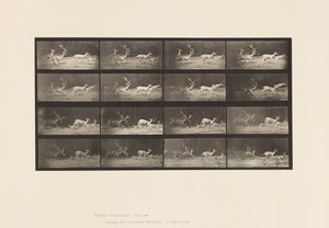 Plaka 689. Alageyik; A, B, Buck ve Yapar Grubu; dörtnala by Eadweard Muybridge