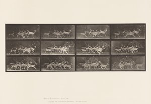 Plaka 690. Alageyik; Buck ve Yapar Grubu; Çeşitli Hareketler by Eadweard Muybridge