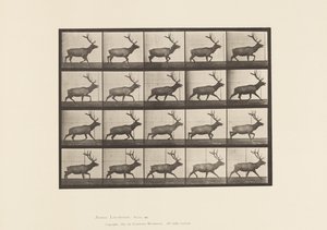 Plaka 692. Elk, Paça by Eadweard Muybridge