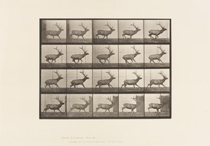 Plaka 693. Elk, Dörtnala by Eadweard Muybridge
