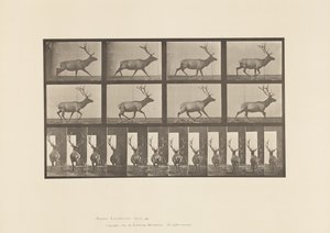 Plaka 694. Elk, Dörtnala by Eadweard Muybridge