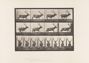 Plaka 695. Elk, Dörtnala by Eadweard Muybridge