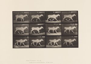 Plaka 696. Eland, Paça by Eadweard Muybridge