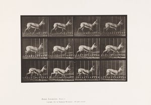 Plaka 697. Antilop; paça by Eadweard Muybridge