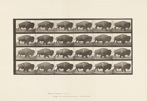 Plaka 699. Bufalo; Yürüme by Eadweard Muybridge