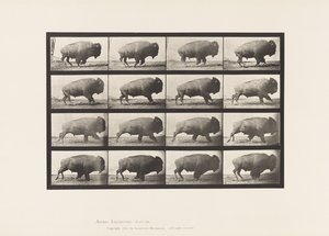 Plaka 700. Bufalo; dörtnala by Eadweard Muybridge