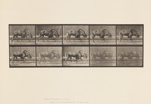 Plaka 701. Gnu; Yürüme by Eadweard Muybridge
