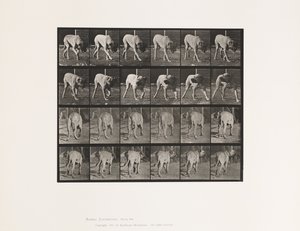Levha 703. Köpek; Yürüme; Kesintili Mastiff-Dread by Eadweard Muybridge