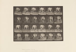 Plaka 704. Köpek; Yürüme; mastiff by Eadweard Muybridge