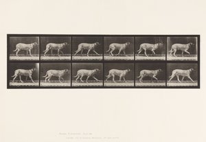 Plaka 706. Köpek; paça; mastiff by Eadweard Muybridge
