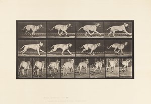 Plaka 707. Köpek; dörtnala; mastiff by Eadweard Muybridge