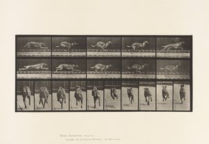 Plaka 708. Köpek; dörtnala; kahverengi yarış tazı by Eadweard Muybridge