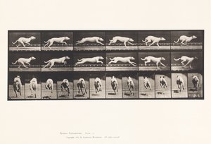 Plaka 709. Köpek; dörtnala; Beyaz Yarış Hound Maggie by Eadweard Muybridge