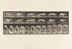 Plaka 710. Köpek; dörtnala; Beyaz Yarış Hound Maggie by Eadweard Muybridge