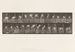 Plaka 712. Köpek; Zıplama Engeli; Mastiff, Korku by Eadweard Muybridge